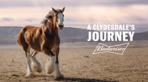 "A Clydesdale's Journey" The Comeback Story Overflowing with Delight