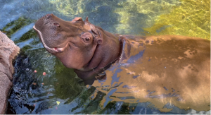 Hippo Louise at Honolulu Zoo