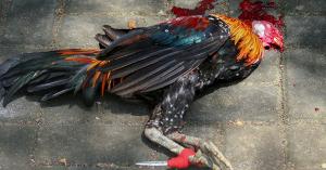 Bloody body of dead rooster, killed in a cockfight.