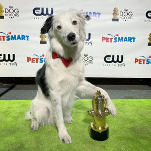 Hero, the Super Collie, poses with Award