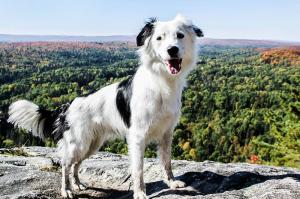 Hero on a Hike