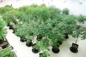 Quantum Oregon - Mother Plants - In Garden