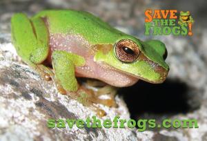 Cascade Treefrog (Litoria pearsoniana) from Queensland, Australia, photo by Kerry Kriger.