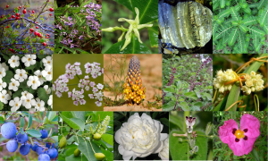 Linden Botanicals Healthy Herbal Extracts - Cistus incanus, Phyllanthus niruri, Cryptolepis, and more