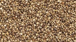 Hemp Seed Market