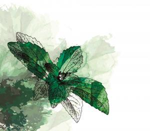 Vitosa® Stevia Drawing