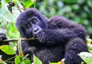gorilla-trekking-rwanda.jpg