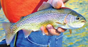 Trout Companies