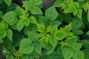 Raspberry Leaf