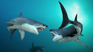 Otodus chubutensis VS Otodus megalodon: who would win?