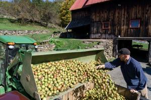 Colin Davis, Co-Founder, Shacksbury Cider, harvesting wild apples. (Photo by Michael Tallman)