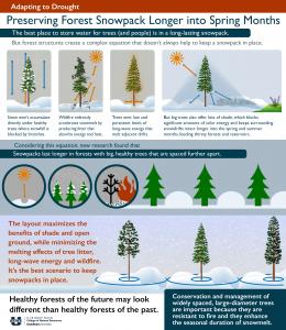 New research gives managers yet another reason to honor big trees in old-growth forests---they protect melting snowpacks in water-stressed environments.