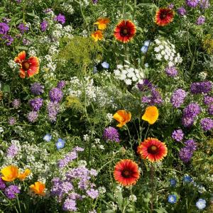 wildflower, flower, garden, homestead, seeds, American, meadows