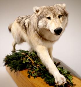 Grey Wolf Specimen on Mount