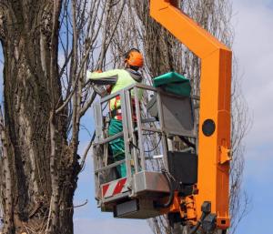 arborist completes tree cutting in MA