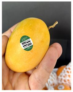 Sweet Sugar Mangos being held in the palm of the hand, showing its very small size