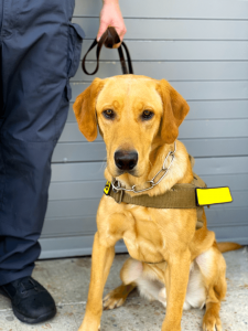 MD-Bio COVID-19 Sniffing Dog
