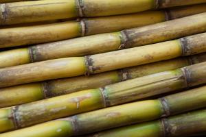 Cane Sugar Market