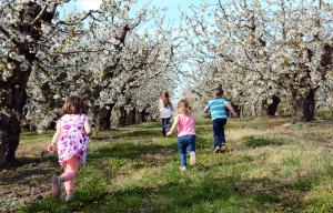 Children playing in blossoming cherry orchard in the Pacific Northwest.