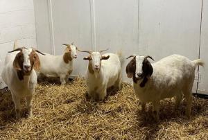 Rescue Goats at Remus Horse Sanctuary