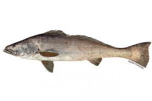 Totoaba fish