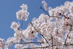 Pictured here are cherry blossom flowers at peak bloom.