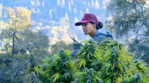 Cannabis farmer and 'Lady Buds' subject Chiah Rodrigues.