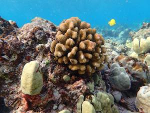 Kahalu'u Bay Coral reef