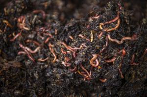Picture showing worms, baby worms and worm eggs in woody substrate with dark castings material
