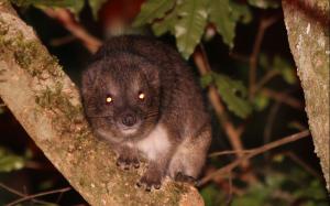 Taita tree hyrax looking at the camera in indigenous forest of Taita Hills, Kenya