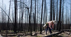 By planting trees we make an impact and can reverse the trends of deforestation. man planting trees in the wake of recent wildfires.