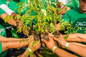 Flor de Caña Reforestation Campaign
