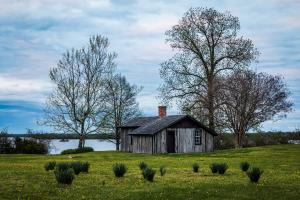 Green fields are in the forefront with tufts of daffodil greens and buttercup flowers in bloom.  Beyond the green is a wooden cabin that is surrounded by four tall trees that tower over the cabin.  The bay where the James and Appomattox river is behind th
