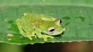 A beautiful glass frog.
