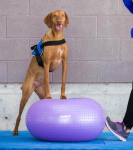 Dog Balance Training on the FitPAWS TRAX Donut - Animal Ortho Care
