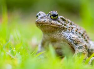 Save The Frogs Wetlands Course. Backyard Pond