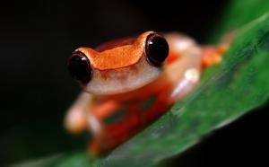 Save The Frogs Grants & Awards