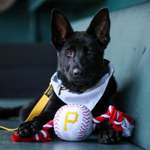a black German shepherd puppy wearing a white bandana that says Pirates. in the dog's paws is a stuffed toy baseball with a yellow letter P
