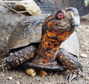Susan Tellem Co-Founder of American Tortoise Rescue Named Turtle Survival Alliance Hero