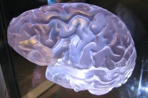 Brain