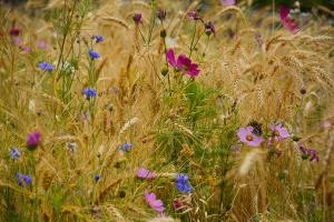 Close up of meadow flowers