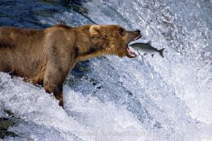 Thomas D. Mangelsen's "Catch of the Day" - a bear catching a salmon in its mouth photograph