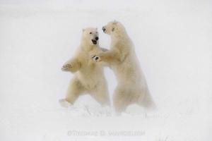 Thomas D. Mangelsen's "Polar Dance" - polar bears appearing to dance photograph
