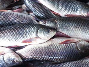 Indian Fish Market