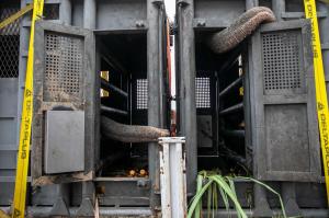 Elephants enjoy a fresh fruit and leaf snack from their transport crates while taking a break from the journey to sanctuary