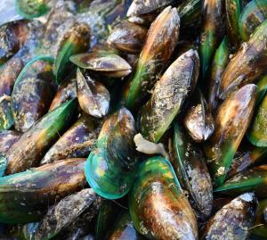 Green-Lipped Mussels