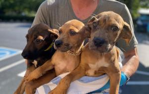 Three dogs, all with short brown fur, are wrapped in a blue and white towel in the arms of a volunteer, looking into the camera.