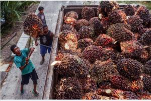 Indonesian Palm Oil – Need for Electronic Invoicing