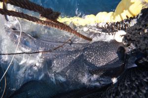 A whale shark fights for its life as it finds itself trapped inside the net sack of an MSC-certified tuna fishing vessel that uses harmful Fish Aggregating Devices, or FADs, in the Western & Central Pacific Ocean.