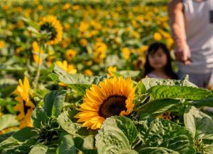 Picture of a field of sunflowers with a parent and child walking in the background.